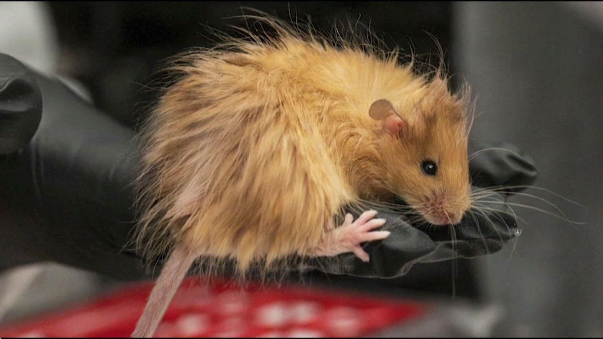 FOTO: Ratones Lanudos, Colossal Laboratories and Biosciences