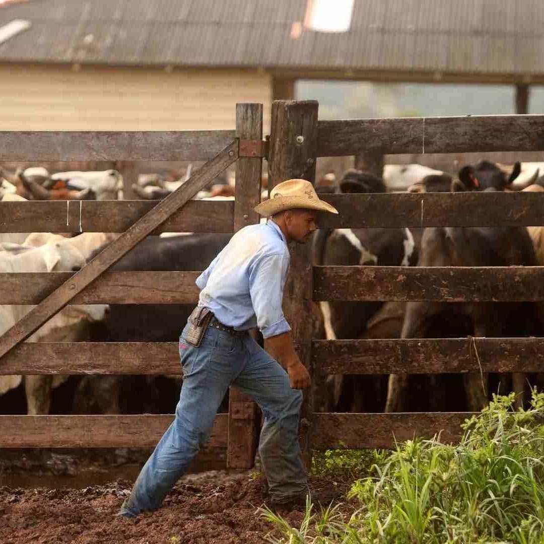 Foto: Anuncian Reapertura Gradual de Fronteras al Ganado Mexicano en EUA