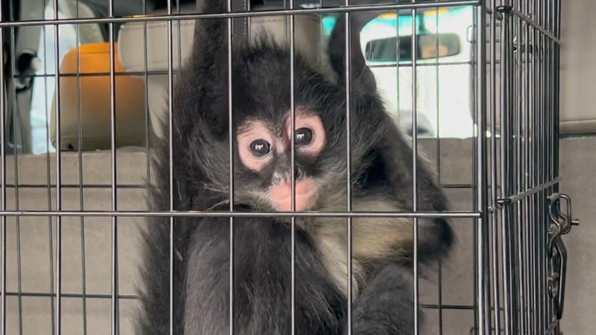 Mono Araña Deambulaba en Techos de Casas de Puebla