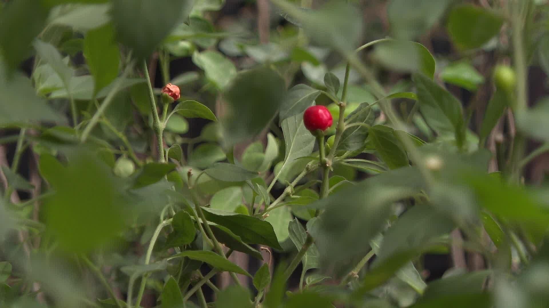 Última Jornada de Donación de Árboles Nativos en Hermosillo