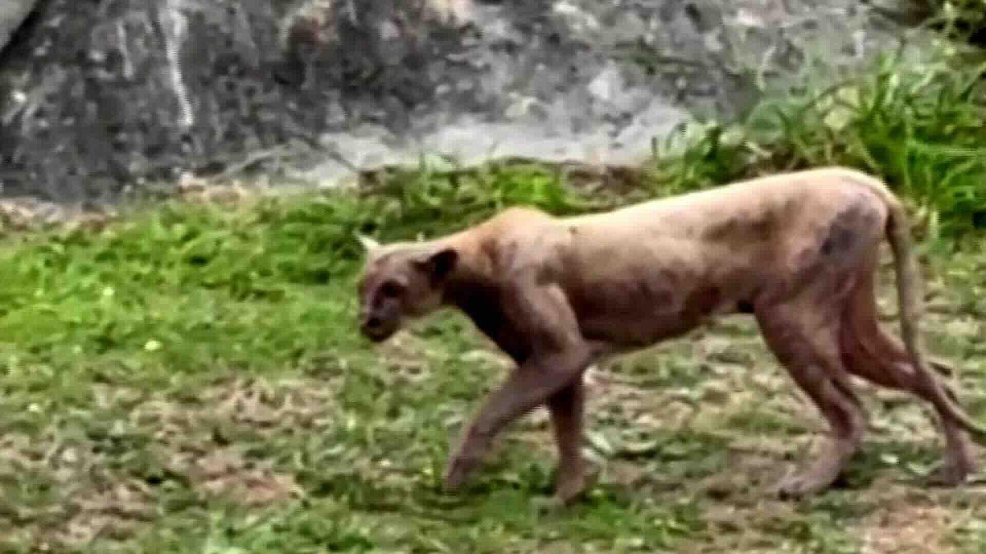 Foto | Avistamientos de Animales Salvajes en Monterrey Exponen Tenencia Ilegal y Devastación